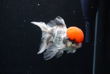 Thai Oranda Tricolor Red Cap 4.5 Inch (ID#1122To13a-54) Free2Day SHIPPING