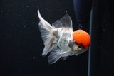 Thai Oranda Tricolor Red Cap 4.5 Inch (ID#1122To13a-54) Free2Day SHIPPING