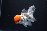 Thai Oranda Tricolor Red Cap 4.5 Inch (ID#1122To13a-54) Free2Day SHIPPING