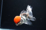 Thai Oranda Tricolor Red Cap 4.5 Inch (ID#1122To13a-54) Free2Day SHIPPING