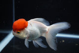 Thai Oranda  Red Cap 4.5 Inch (ID#1126To13a-45) Free2Day SHIPPING