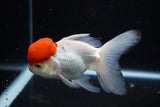 Thai Oranda  Red Cap 4.5 Inch (ID#1126To13a-45) Free2Day SHIPPING