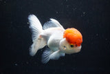 Thai Oranda  Red Cap 4.5 Inch (ID#1126To13a-45) Free2Day SHIPPING