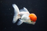 Thai Oranda  Red Cap 4.5 Inch (ID#1126To13a-45) Free2Day SHIPPING