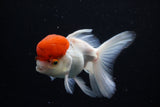 Thai Oranda  Red Cap 4.5 Inch (ID#1126To13a-45) Free2Day SHIPPING