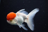 Thai Oranda  Red Cap 4.5 Inch (ID#1126To13a-45) Free2Day SHIPPING