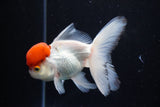 Thai Oranda  Red Cap 4.5 Inch (ID#1126To13a-45) Free2Day SHIPPING