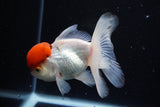 Thai Oranda  Red Cap 4.5 Inch (ID#1126To13a-45) Free2Day SHIPPING