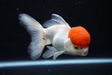 Thai Oranda  Red Cap 4.5 Inch (ID#1126To13a-45) Free2Day SHIPPING