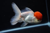 Thai Oranda  Red Cap 4.5 Inch (ID#1126To13a-45) Free2Day SHIPPING