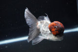 Thai Oranda Tricolor Red Cap 4 Inch (ID#1126To13a-46) Free2Day SHIPPING