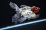 Thai Oranda Tricolor Red Cap 4 Inch (ID#1126To13a-46) Free2Day SHIPPING