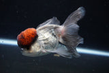 Thai Oranda Tricolor Red Cap 4 Inch (ID#1126To13a-46) Free2Day SHIPPING