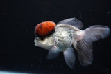 Thai Oranda Tricolor Red Cap 4 Inch (ID#1126To13a-46) Free2Day SHIPPING