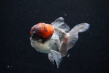 Thai Oranda Tricolor Red Cap 4 Inch (ID#1126To13a-46) Free2Day SHIPPING