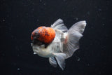 Thai Oranda Tricolor Red Cap 4 Inch (ID#1126To13a-46) Free2Day SHIPPING