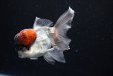 Thai Oranda Tricolor Red Cap 4 Inch (ID#1126To13a-46) Free2Day SHIPPING