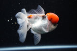 Thai Oranda Tricolor Red Cap 4.5 Inch (ID#1126To13a-47) Free2Day SHIPPING