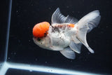 Thai Oranda Tricolor Red Cap 4.5 Inch (ID#1126To13a-47) Free2Day SHIPPING