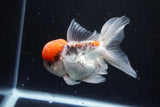 Thai Oranda Tricolor Red Cap 4.5 Inch (ID#1126To13a-47) Free2Day SHIPPING