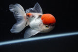 Thai Oranda Tricolor Red Cap 4.5 Inch (ID#1126To13a-47) Free2Day SHIPPING