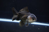 Short Body Thai Oranda  Panda 4 Inch (ID#1025To14b-62) Free2Day SHIPPING