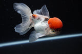 Thai Oranda Tricolor Red Cap 4.5 Inch (ID#1126To13a-47) Free2Day SHIPPING