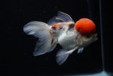 Thai Oranda Tricolor Red Cap 4.5 Inch (ID#1126To13a-47) Free2Day SHIPPING