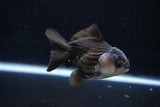 Short Body Thai Oranda  Panda 4 Inch (ID#1025To14b-62) Free2Day SHIPPING