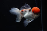 Thai Oranda Tricolor Red Cap 4.5 Inch (ID#1126To13a-47) Free2Day SHIPPING