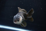 Short Body Thai Oranda  Panda 4 Inch (ID#1025To14b-62) Free2Day SHIPPING