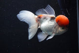 Thai Oranda Tricolor Red Cap 4.5 Inch (ID#1126To13a-47) Free2Day SHIPPING