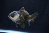 Short Body Thai Oranda  Panda 4 Inch (ID#1025To14b-62) Free2Day SHIPPING