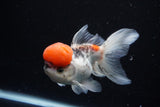 Thai Oranda Tricolor Red Cap 4.5 Inch (ID#1126To13a-47) Free2Day SHIPPING