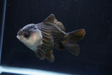 Short Body Thai Oranda  Panda 4 Inch (ID#1025To14b-62) Free2Day SHIPPING