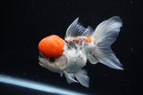 Thai Oranda Tricolor Red Cap 4.5 Inch (ID#1126To13a-47) Free2Day SHIPPING