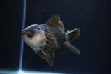 Short Body Thai Oranda  Panda 4 Inch (ID#1025To14b-62) Free2Day SHIPPING