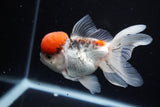 Thai Oranda Tricolor Red Cap 4.5 Inch (ID#1126To13a-47) Free2Day SHIPPING