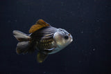 Short Body Thai Oranda  Panda 4 Inch (ID#1025To14b-62) Free2Day SHIPPING