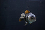 Short Body Thai Oranda  Panda 4 Inch (ID#1025To14b-62) Free2Day SHIPPING