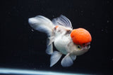 Thai Oranda Tricolor Red Cap 4.5 Inch (ID#1126To13a-47) Free2Day SHIPPING