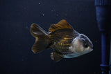 Short Body Thai Oranda  Panda 4 Inch (ID#1025To14b-62) Free2Day SHIPPING