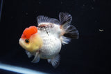 Short Body Thai Oranda  Tricolor 3.5 Inch (ID#1025To14b-63) Free2Day SHIPPING