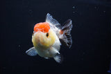 Short Body Thai Oranda  Tricolor 3.5 Inch (ID#1025To14b-63) Free2Day SHIPPING