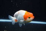 Juvenile Lionchu  Red White 4 Inch (ID#1122R11a-9) Free2Day SHIPPING