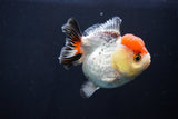 Short Body Thai Oranda  Tricolor 3.5 Inch (ID#1025To14b-63) Free2Day SHIPPING