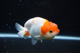 Juvenile Lionchu  Red White 4 Inch (ID#1122R11a-9) Free2Day SHIPPING