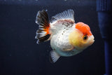 Short Body Thai Oranda  Tricolor 3.5 Inch (ID#1025To14b-63) Free2Day SHIPPING