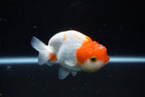 Juvenile Lionchu  Red White 4 Inch (ID#1122R11a-9) Free2Day SHIPPING