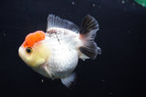 Short Body Thai Oranda  Tricolor 3.5 Inch (ID#1025To14b-63) Free2Day SHIPPING